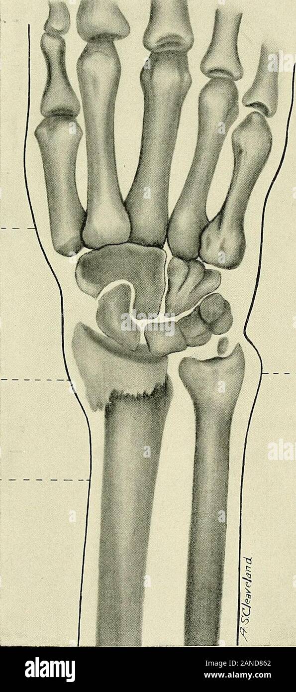 A textbook of clinical anatomy for students and practitioners . Line