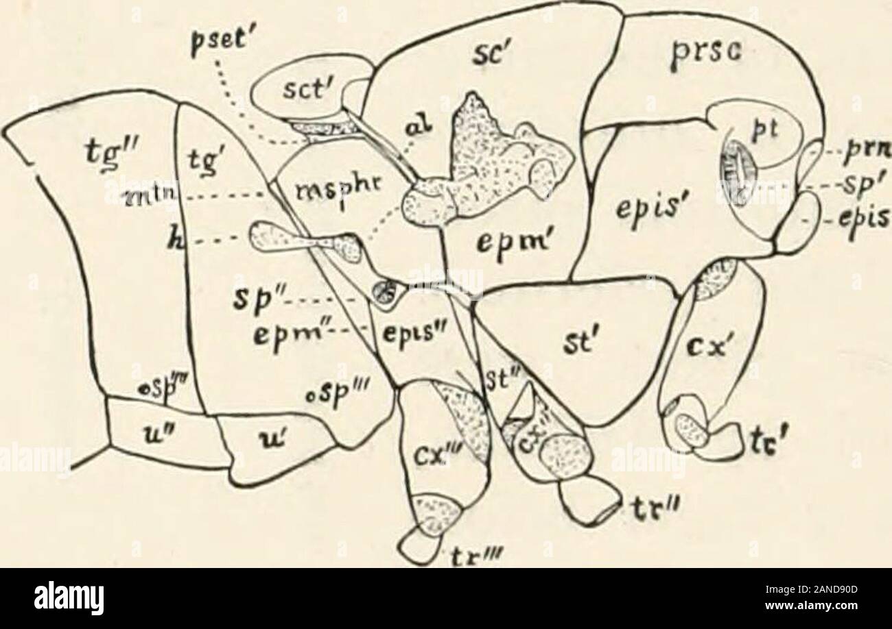 A text-book of entomology, including the anatomy, physiology ...