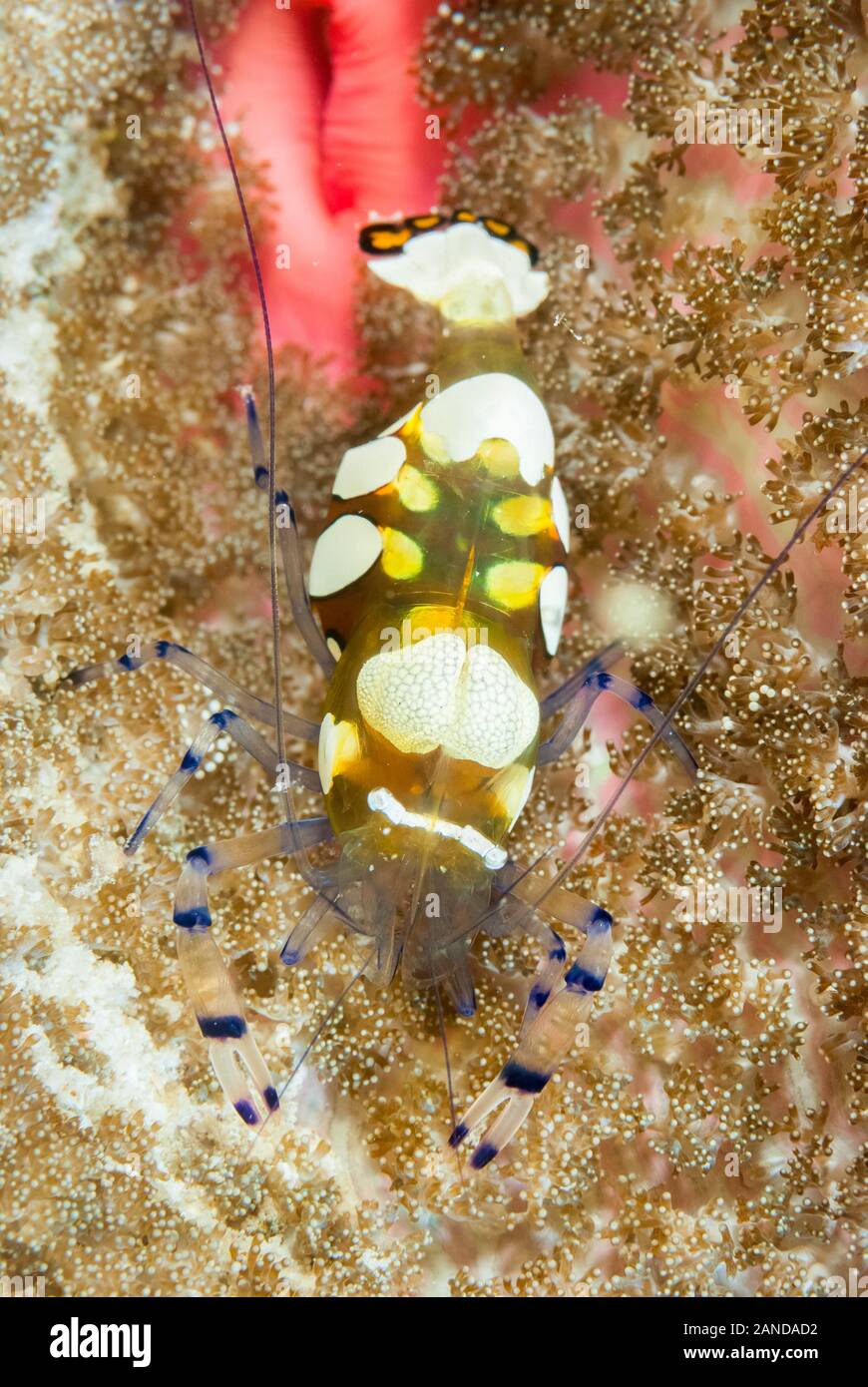 anemone shrim, Periclimenes brevicarpalis, Moalboal, Cebu, Philippines, Pacific Ocean Stock Photo