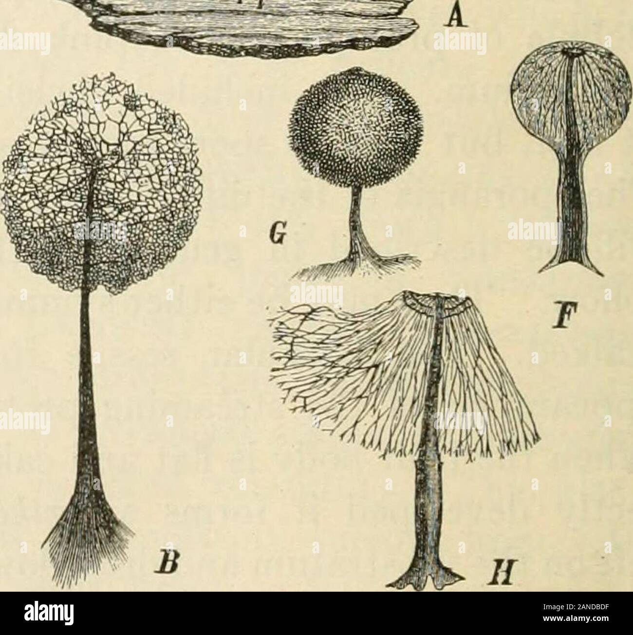 A text-book of mycology and plant pathology . LihmitlL.. Fig. 2.—A, B, Comatricha nigra. A, Sporangium, natural size; B, capillitium,20/1; C, E, Stemonilis fusca; C, sporangium, natural size; D and E, capillitia, 5/1,20/1; F, H, Enerthema papillalum, F, unripe; G, mature sporangium, lo/i; H, capil-litium, 20/1. (C, D, after nature. A, F, G, H, after Roslafinski; B, E, after de Baryin Die natilrlichen Pflanzenfamilien I. i, p. 26.) by the presence of the vacuoles. The sphtting up of the irregular blocksof protoplasm, which have the nuclei irregularly distributed throughthem, proceeds until the Stock Photo