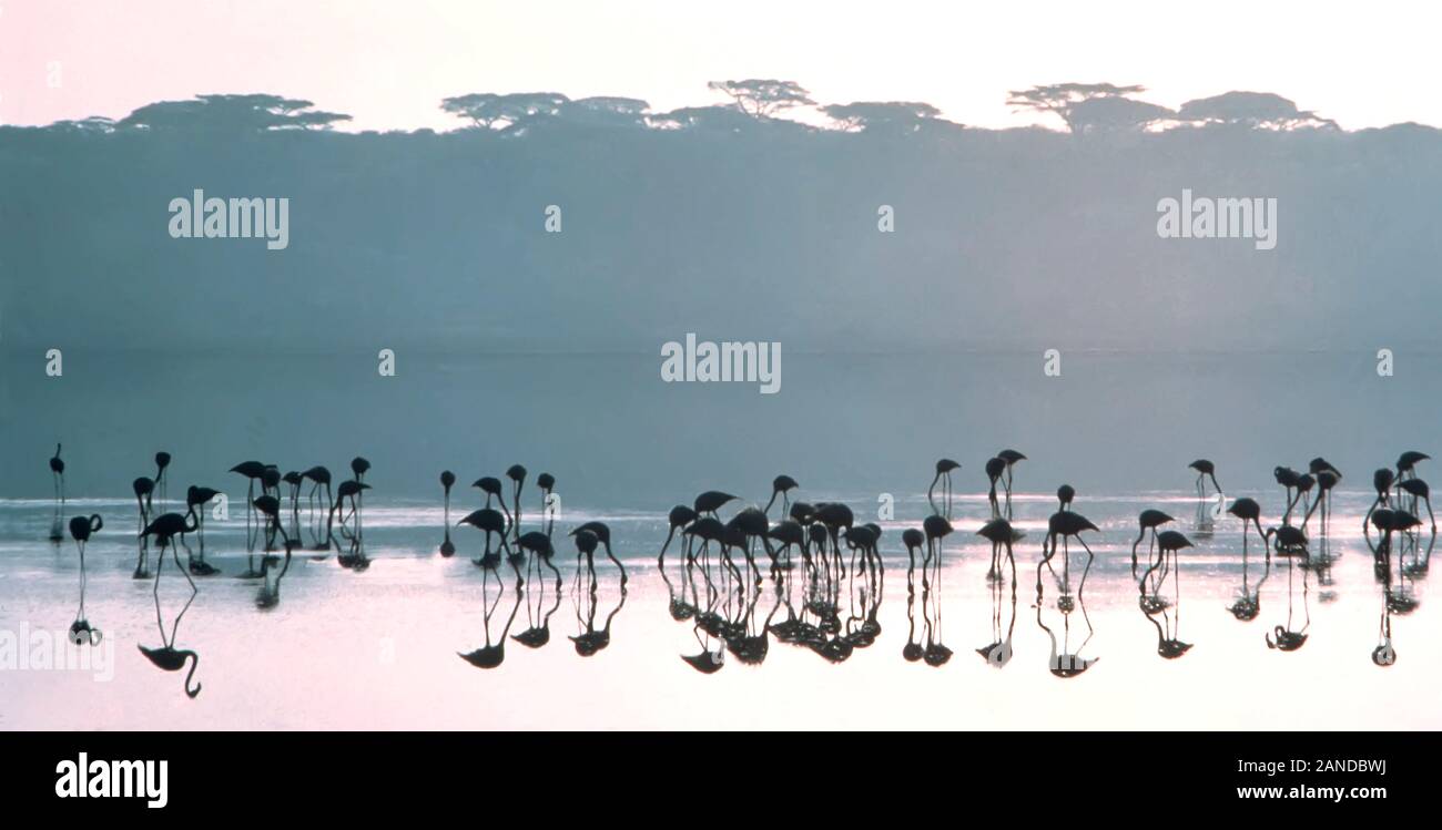 Flamingoes silhouette Stock Photo