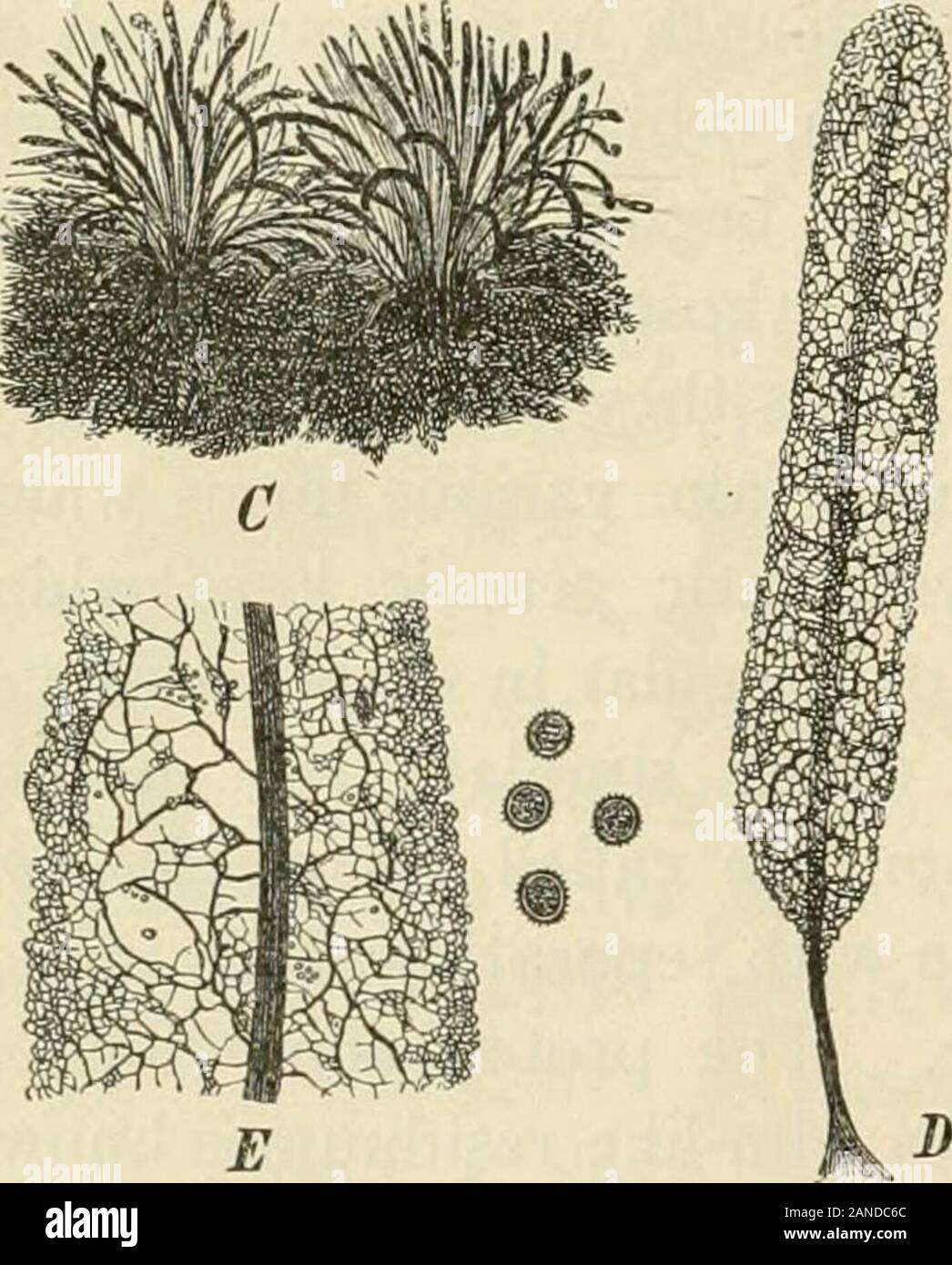 A text-book of mycology and plant pathology . otoplasm has been accomplished. It con-sists of smooth threads which pass radially outward from the centraldome-shaped columellar cavity to the sporangial wall. The threadsof the capillitium are attached at their ends. The protoplasm is incontact with these threads and at this stage the nuclei are scattered ^ Harper, R. A.: Amer. Journ. Bot., i: 127-144, March, 1914. 14 MYCOLOGY rather uniformly through the spore plasm and are of unequal size.Vacuoles are formed in a still further condensation of the sporangialprotoplasm and each of these apparent Stock Photo