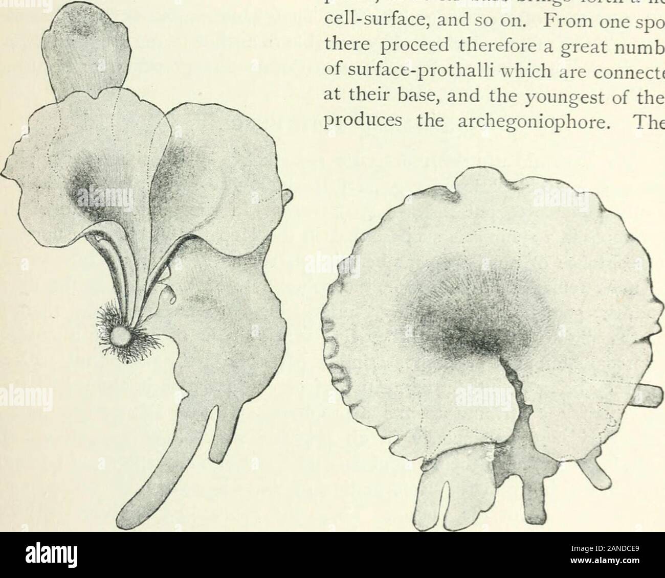 Organography of plants, especially of the archegoniatae and spermaphyta . l, Ober die Jugendzustande der PHanzen, in Flora, l.Kxii (1889^, p. 21.^ This term of Bowers is preferable to fruit-shoot, the one I used earlier. RELATIONSHIPS TO WATER. TUBERS 217 Anogramme leptophylla ^ are somewhat more complex. Its sporophyte isannual, as is that of A. chaerophylla. The prothallus, like that of A. chaero-phylla, is a spathulate cell-surface which is funnel-shaped and not flat(Fig. 159) and which can branch and form lobes somewhat after thefashion of that in Vittaria. The tuber-like archegoniophore, Stock Photo