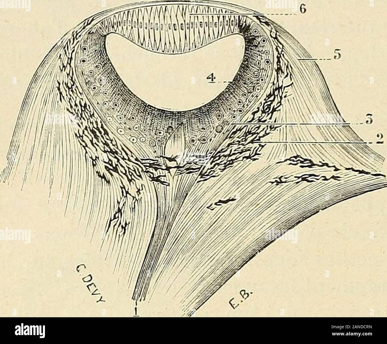 wallpapers Dessin Psych?D?Lique https www alamy com trait danatomie humaine es lments essentiels dun ilvil pinal fig 590 1 en avant uncristallin 2 en arrire du cristallinune cavit centrale remplie de liquidehomologue du corps vitr des mam mifres suprieurs 3 tout autour decette cavit une rtine avec des bton nets et entn 4 autour de cette rtine des tranes de pigment reprsentant lesrudiments dune chorode lhistologie nous rvle dautre part dans le pdiculenon interrompu qui relie lil pinal lencphale tous les lments dun nerf lenerf pinal lpiphyse de lhomme et des vertbrs suprieurs impr image340200217 html