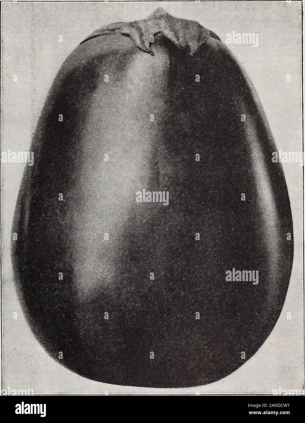 Hastings' seeds : fall 1914 catalogue . t and dieback, which is sodisastrous to this crop in so many sections.Packet, 10 cents; % ounce, 20 cents; ounce, 30cents; % pound, 90 cents; pound, $3.25. Tf»Yac Hastings Seeds are the best? CA,IS that money can buy. I haveplanted them for years. C. E. Ormond, Troup, Texas. Leeks are very similarto onions except that Leek, Large Carenten (No. 203) m^ey udu°, ^ The stems grow quite large and are cut upand used in soups or else boiled like onions.The culture is the same as for onions. Sowat same time. The Large Carenten is the best variety forthe South. P Stock Photo