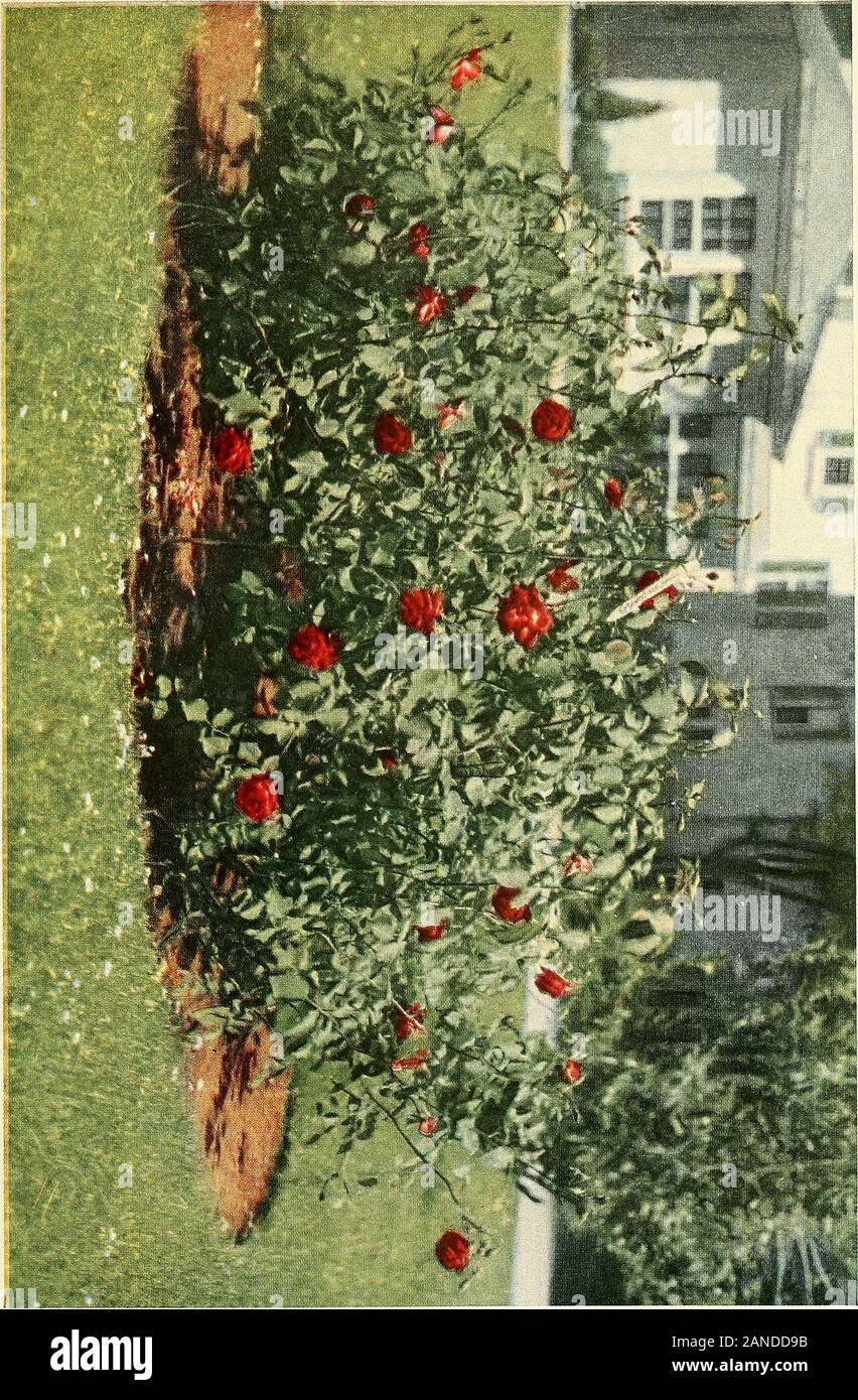 The practical book of outdoor rose growing for the home garden . 12. SCARLET CRIMSON Gkuss an Teplitz. Geschwind; 1897. Hybrid Tea.(Usually Classed with the Climbing Section). (PaxtonX Fellemberg) X (Papa Gontier X Gloire des Rosomanes)Very large growth, extremely hardy; good foliage, short stems (oftenweak); bloom, which opens flat, nevertheless one of the best bloom-ing roses existing today; a mass of color from spring till after frost;while not of perfect form for cutting still such a profuse and constantbloomer that it is included in this first list. Plant 27 inches centerto center. Prune Stock Photo