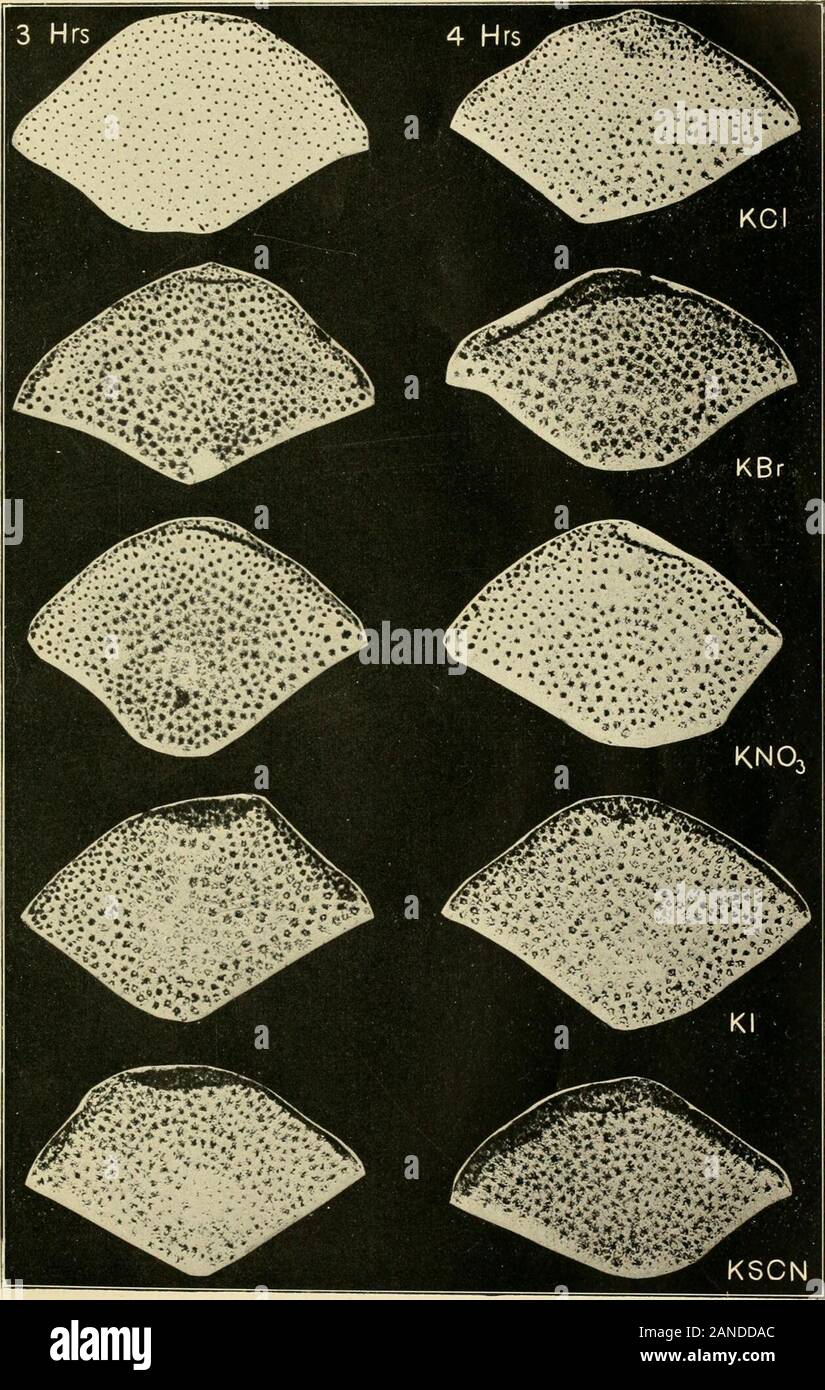 The Journal of experimental zoology . 582 PHYSIOLOGY OF CHROMATOPHORES OF FISHES R. A. SPAETH PLATE 3. 583 PLATE 1 EFPECTS OF ULTRA-VIOLKT LIGHTI EXPLANATION OF FIGURES 1 Tliis scalr shows ultra-violet light contraction. It was one of an invertedpair. 2 One of the scales exposctl to ultra-violet light with (hat in figure 1 butturned face-up. 3 An unexposed control scale in 0.1 M. NaCl. 4 One of the inverted scales showing recovery from ultra-violet light con-traction 10 minutes after a 10-minute exposure. 5 A scale showing complete recovery from ultra-violet light contraction 20minutes after a Stock Photo