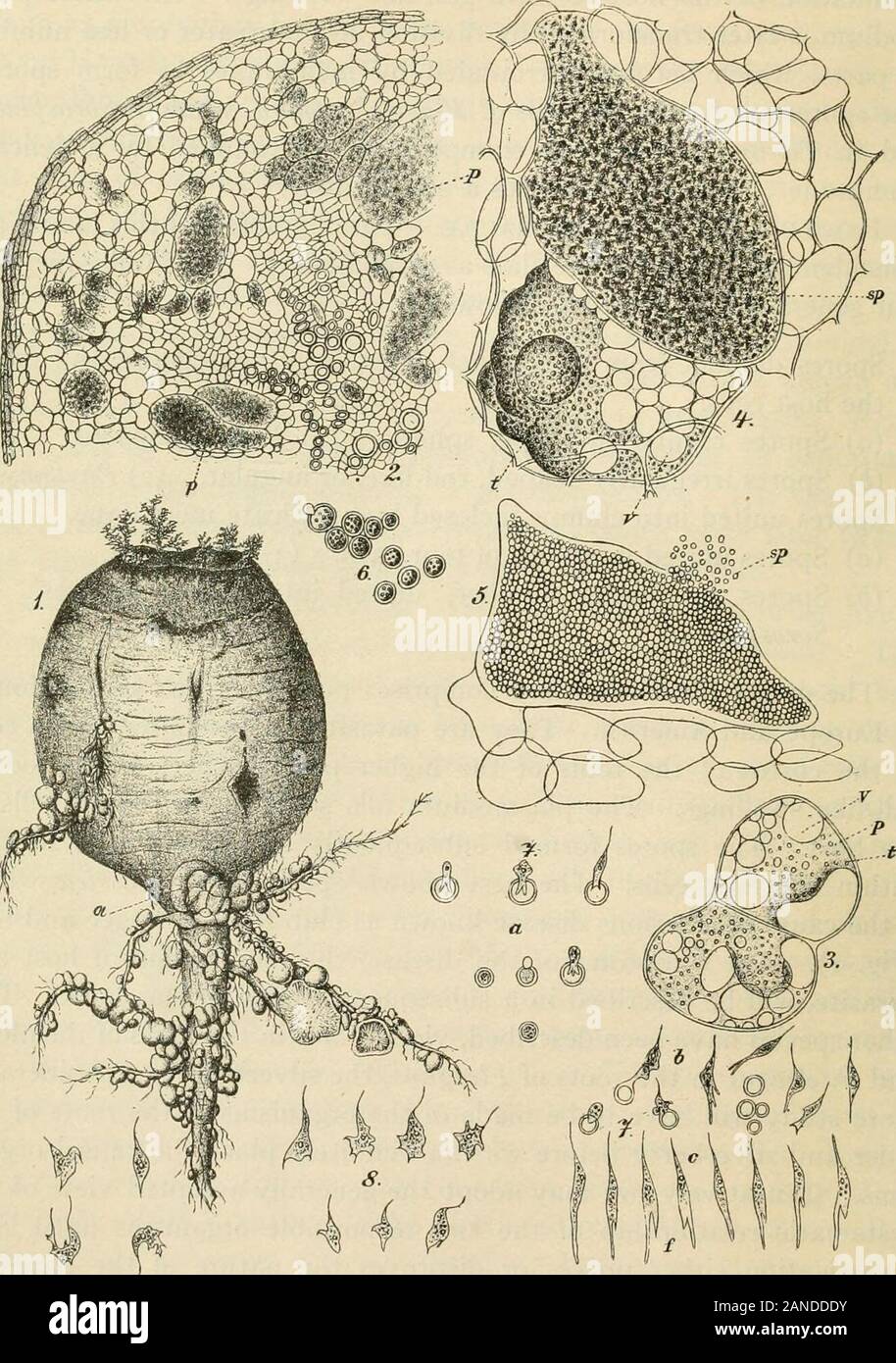 A text-book of mycology and plant pathology . he host cells. The best known species is P. brassica whichis the cause of a serious disease known as club foot, or finger and toes(Fig. i). The symptoms of the disease, the relationship of host andparasite, will be described in a subsequent section of this book. Twoother species have been described, viz., P. alni in the roots of the alder;and P. eleagni in the roots of Eleagnus, the silverberry. Considerablemore study will have to be made of the organisms in the roots of thealder and silverberry before we can definitely place the causal organ-isms. Stock Photo