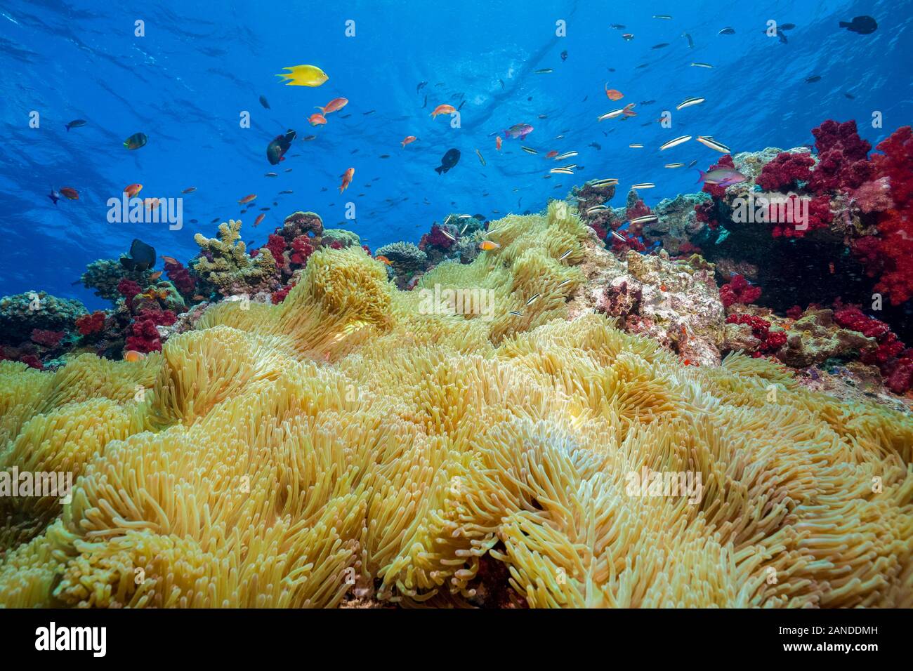 Magnificent Sea Anemones in Coral Reef, Heteractis magnifica, Beqa Lagoon, Viti Levu, Fiji, South Pacific Ocean Stock Photo