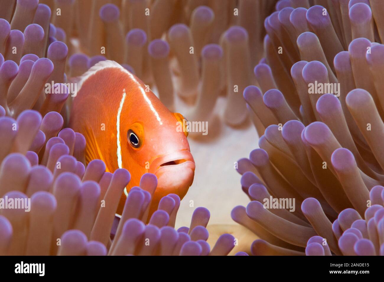 Pink Anemonefish, Amphiprion perideraion, in its host, magnificent sea anemone, Heteractis magnifica, Gau, Lomaiviti, Fiji, South Pacific Ocean Stock Photo