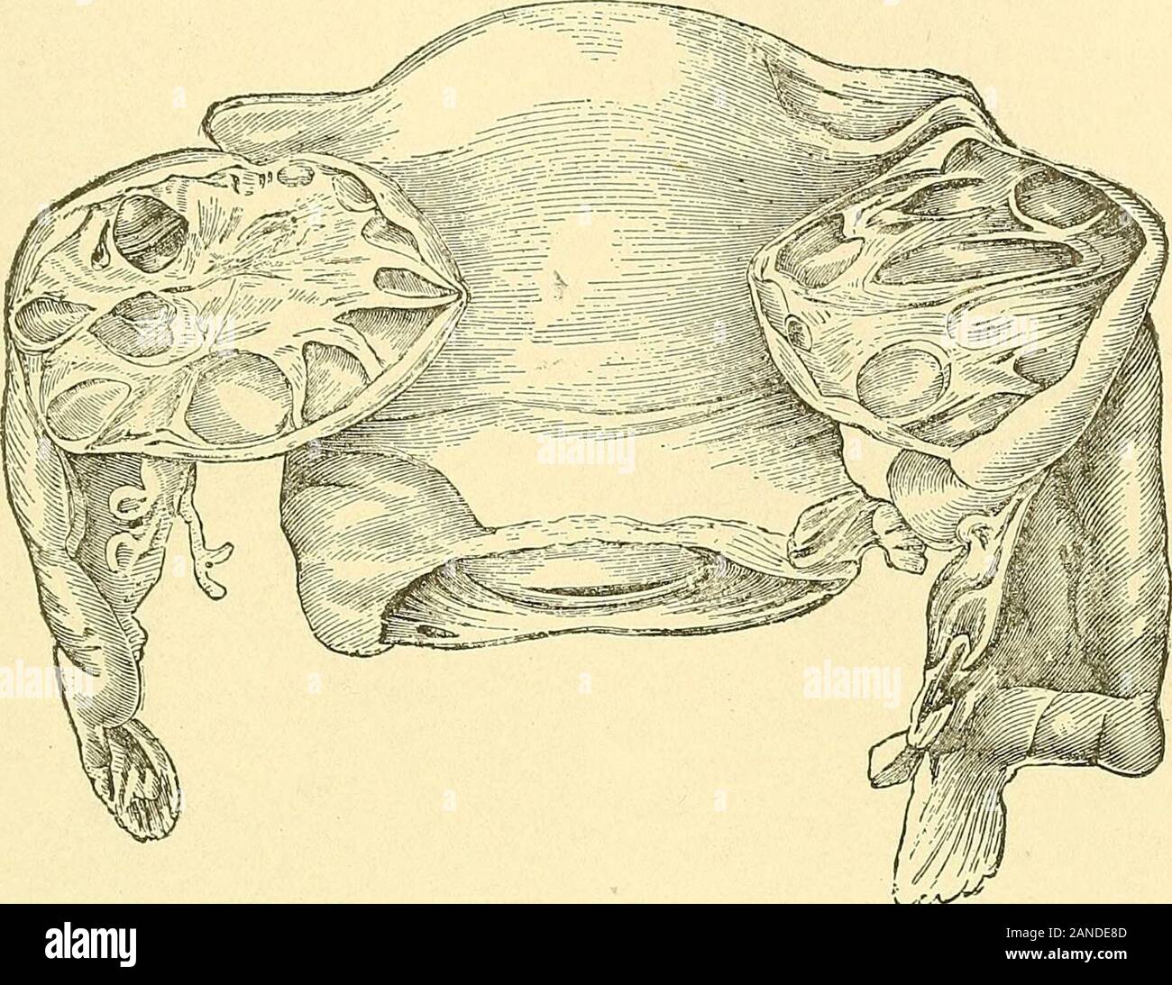 Treatise on gynaecology : medical and surgical . he agglomeration of several ofthese sacs may, exceptionally, cause the ovary to become as large asones fist or a foetal head (Rokitansky, L. Tait). The walls aresmooth and covered with one layer of epithelium; the fluid is notthick; sometimes we can find an ovule, even in quite large cavities.^^^ In the newly born, we sometimes find extremely developed folli-cles near the centre of the ovary; they seem to have some connec-tion with the increased development of the part at the time of birth.^*But it would be absurd to call these large follicles c Stock Photo