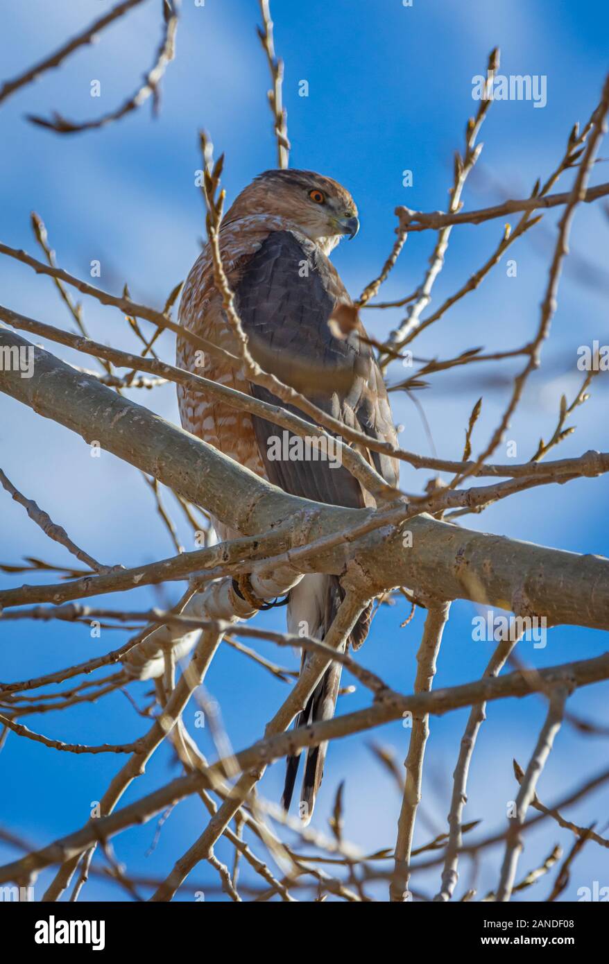 Sharp-shinned Hawk (Accipiter striatus) sitting in Plains Cottonwood Tree, Castle Rock Colorado USA. Photo taken in December. Stock Photo