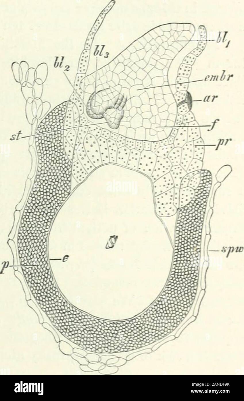 Organography of plants, especially of the archegoniatae and spermaphyta . Fig. 155. Salvinia natans. /, megaspore germinat-ing; , archegonium; sk^ apical ridge. //; prothallusisolated seen from above ; three archegonia and themother-cell, ;«, of a fourth are visible ; sk, apical ridgeof meristem ; /% position whence the wings are de-veloped. Magnified. / After Pringsheim. // AfterBauke. Fig. 156. Salvinia natans. Germinated megaspore;prothallus and embrj-o in longitudinal section in the medianline of the prothallus. i^if, portion of wall of sporangium :/, perinium ; c, exine; j, cavity of the Stock Photo