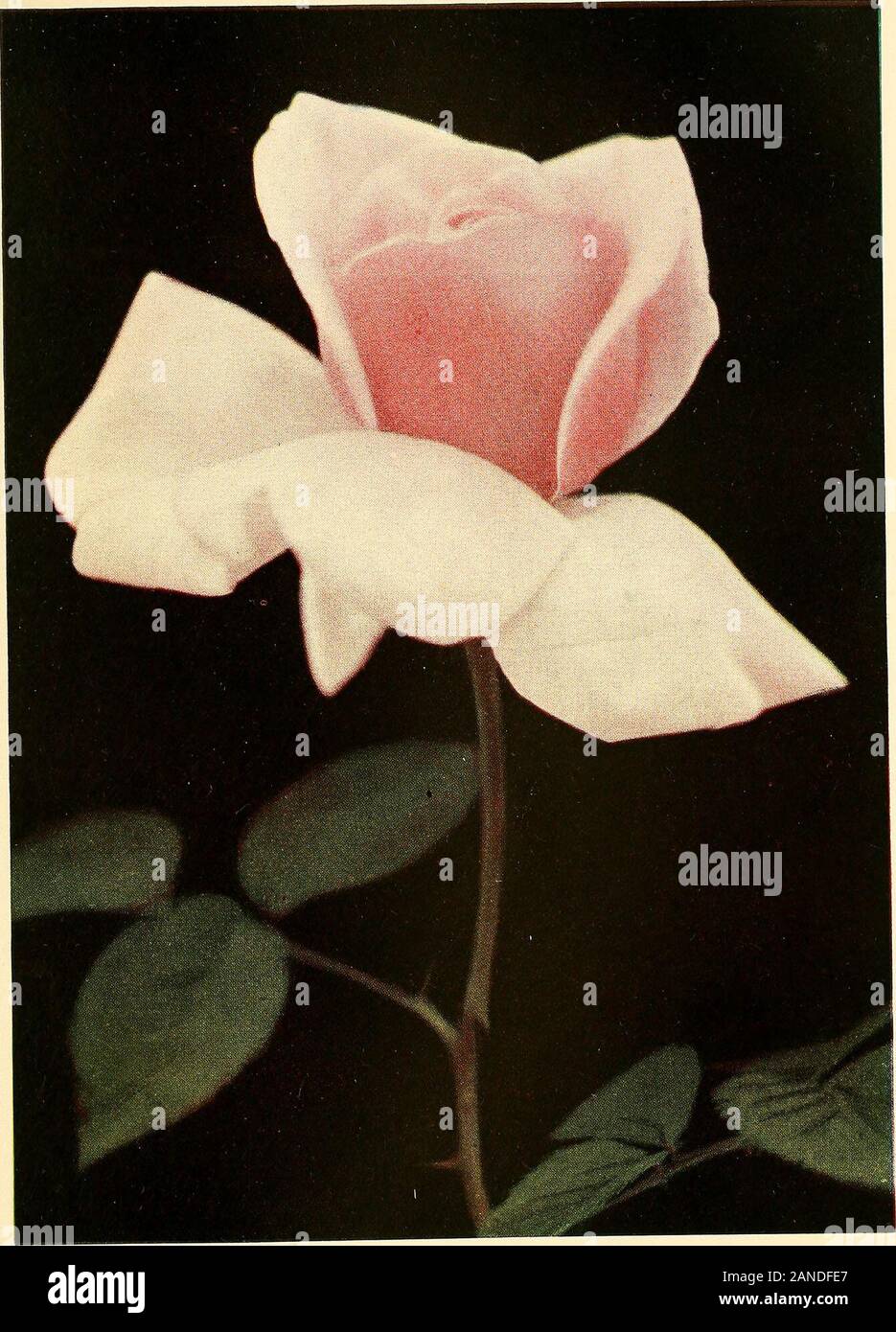 The practical book of outdoor rose growing for the home garden . 8. TWO-SHADED PINK Silver Pink to Dark Salmon, Sometimes Approaching CoralRose; Outside of Petals Dark Shade, Inside, Silver PinkLady Alice Stanley. McGkedy; 1909. Hybrid TeaMedium to large growth; very hardy and very fair foliage; long, stiffstem; large bloom of great substance and petallage; a fine keeper;blooms most prolifically in spring, and quite well in summer andautumn. Undoubtedly a great rose and the best of the solid pinksof two shades, of which Lady Faire and Mrs. Hill were the fore-runners. Plant 18 inches center to Stock Photo