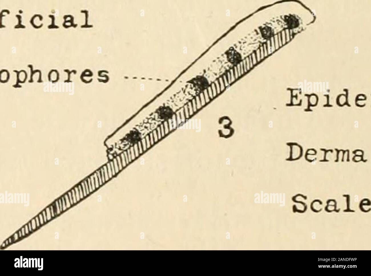 The Journal of experimental zoology . SuperficialMelanophores. Epidermis ? Fig. A Diagrams of the scales in Fundulus. 1, position of the scales in across-section of the skin; 2, single scale held by forceps; 3, side view of isolatedscale. The scales are so arranged that it is possible by inserting abroad scalpel at the point x, to raise the scale, 1, with its super-ficial layer of chromatophores and epidermis, without injuringor disturbing them in any way. The deeper melanophores(shown as stellate bodies in the figure) remain behind in the proc- PHYSIOLOGY OF CHROMATOPHORES OF FISHES 531 ess, Stock Photo
