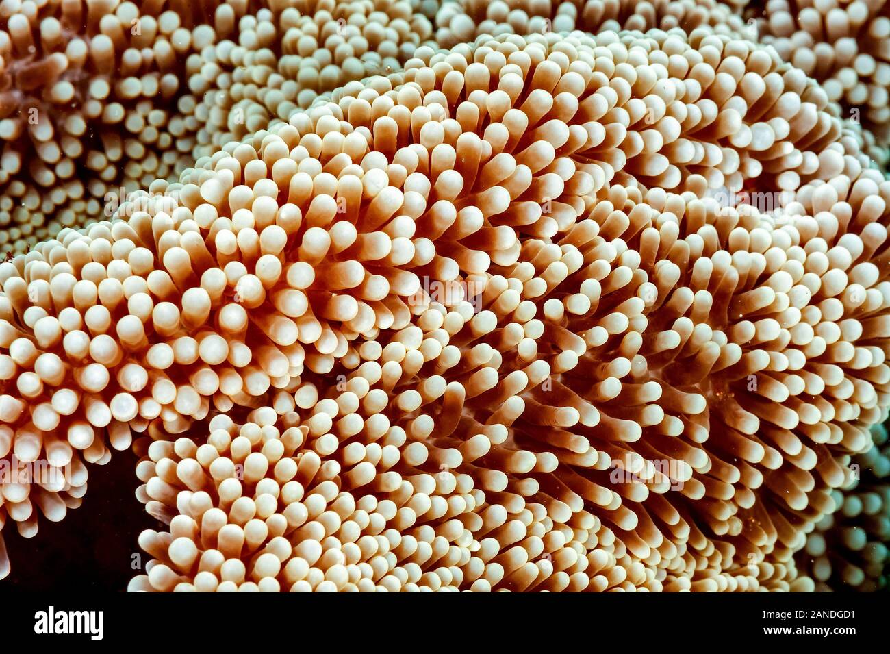 magnificent sea anemone, Heteractis magnifica, tentacles, Sudan, Red Sea, Indian Ocean Stock Photo