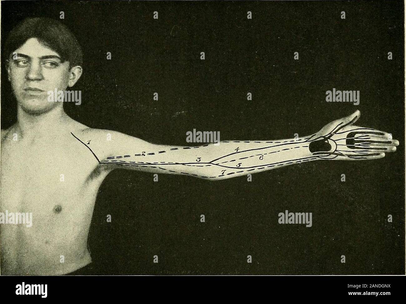 A textbook of clinical anatomy for students and practitioners . Fig
