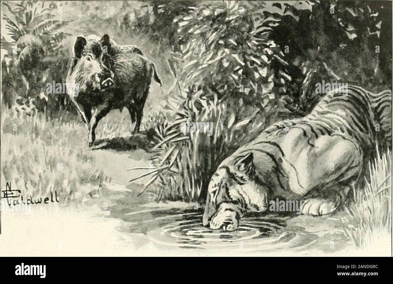 The sports of the world, with illustrations from drawings and photographs . ROCKY MOUNTAIN GOAT. 20.5. HE IS THE ONLY WILD BEAST THAT DARES TO DRINK AT THESAME JUNGLE POOL WITH THE TIGER. PIG=STICKING. By HERBERT COMPTON. PIG-STICKIXG, or hog-hunting—the formername obtains in the Bengal, and the latterin the Bombay Presidency—is facile prin-ceps the most exciting and arduous sport of anyin India, that happy hunting ground of theBritish Empire. At first sight, no one wouldcredit the wild boar as being designed by Naturefor either valour or activity. He is a coarse,cumbersome-looking creature, s Stock Photo