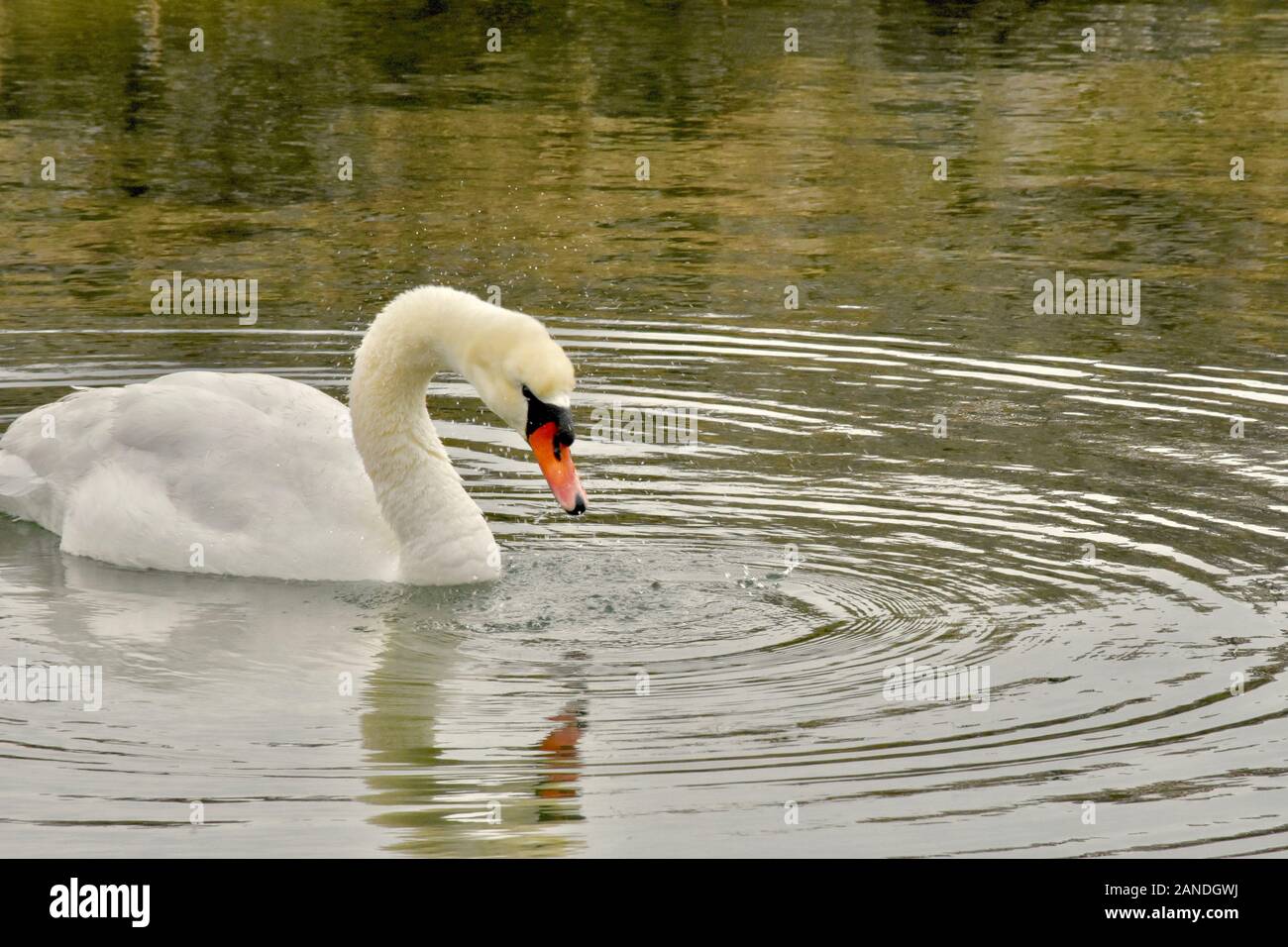 Beautiful white swan floating in harbor with ripples spreading out from the center. ( Cygnus olor) Stock Photo