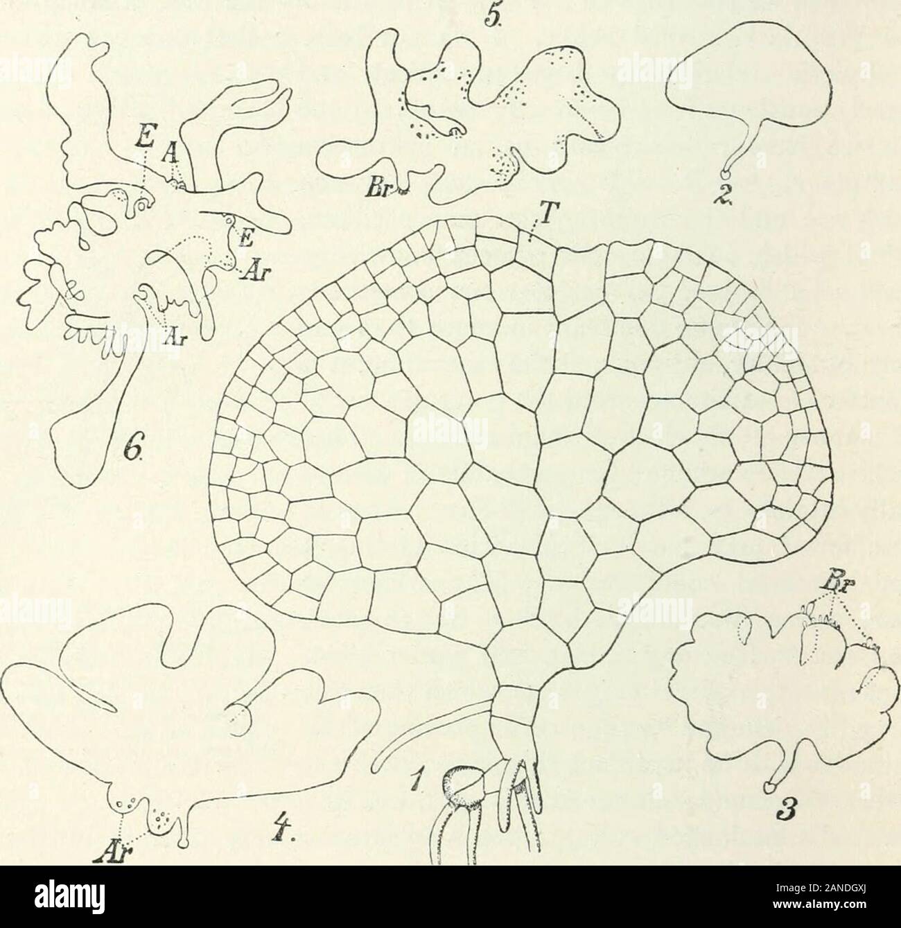 Organography of plants, especially of the archegoniatae and spermaphyta . eing better fed, where broad wings have developed,beneath which drops of water (in-dicated by dots) collect. very poor in nutriment. Prothalli of Polypodiaceae wanting the Heart-like Outline. Anogramme. The prothallus of the genus Anogramme connects withthe forms in which the formation of the two wings takes place at different How they arise we shall not stop to inquire. 2o6 CONFIGURATION OF THE PROTHALLUS OF PTERIDOPHYTA times. On account of its noteworthy adaptations it will be mentionedparticularly below ^. It produce Stock Photo