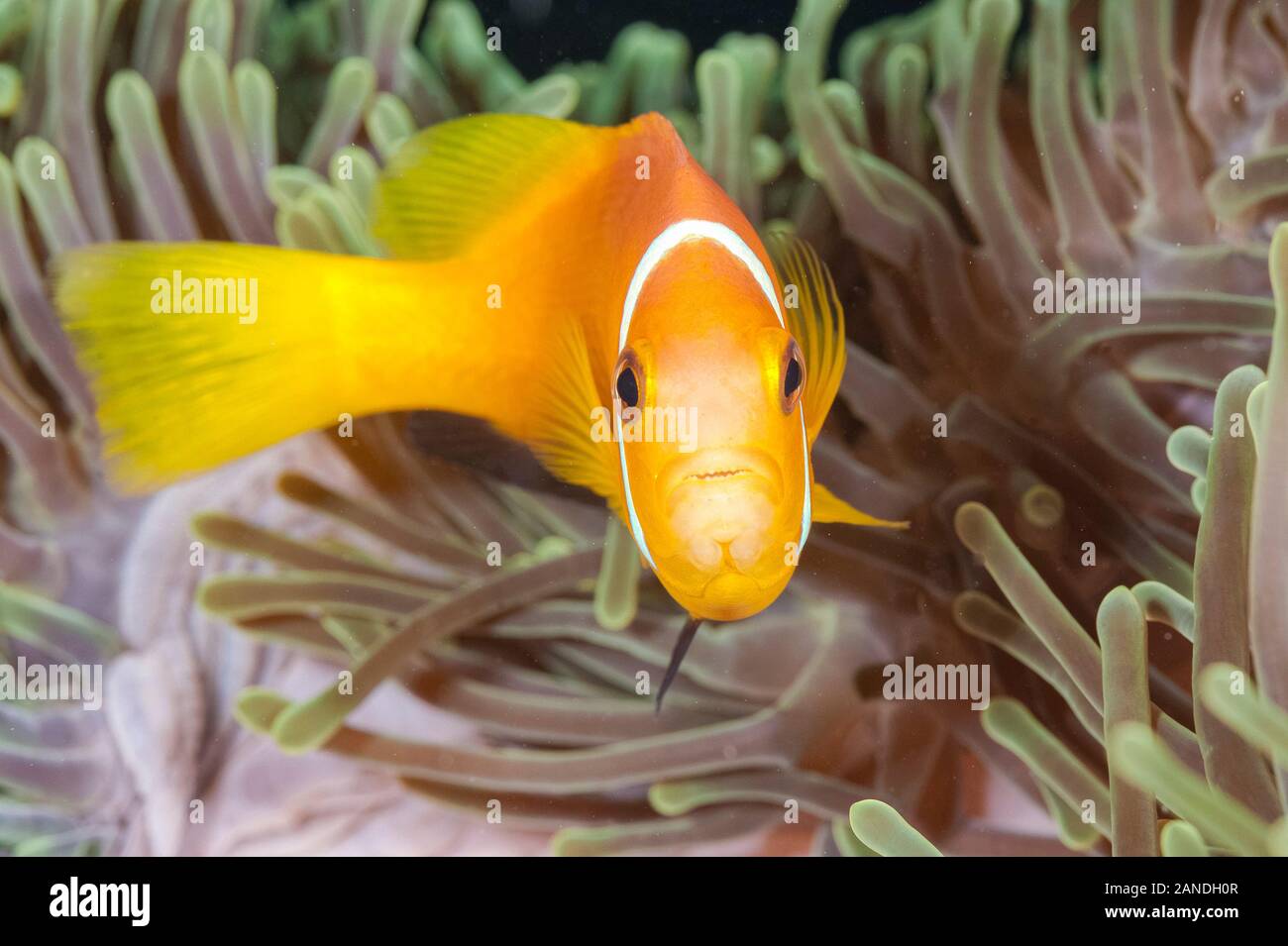 tomato clownfish, Amphiprion frenatus, in its host magnificent sea anemone, Heteractis magnifica, Maldives, Indian Ocean Stock Photo