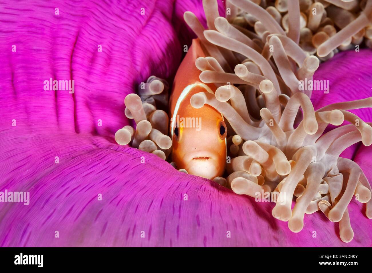 pink anemonefish, Amphiprion perideraion, in its host magnificent sea anemone, Heteractis magnifica, Maldives, Indian Ocean Stock Photo