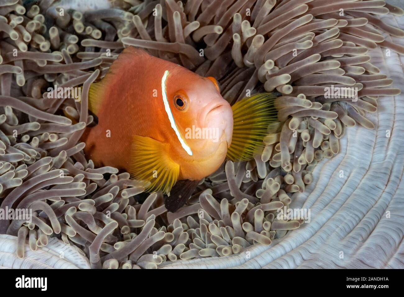 pink anemonefish, Amphiprion perideraion, in its host magnificent sea anemone, Heteractis magnifica, Maldives, Indian Ocean Stock Photo