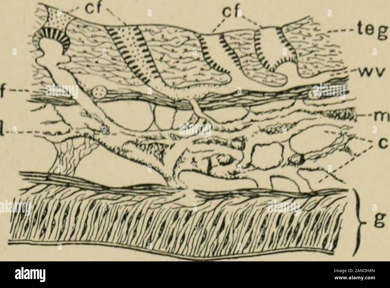 A treatise on zoology . Fin. XLVI. Ventral surface of Antedon hifido,diagrammatised from various authori-ties. X 4 diain. As, anus ; 0, mouth ;p, pinnules; s, sacenli; ?(•.;), water-pores. Fig. XLVH. ^?trtical section througli tegmen and under-lying structures of Antedon bifida. Hhows fourpores, with ciliated funnels (c/), piercing theintegument (teg), and communicating by awater-vessel (?(;r) with lacunar vessels (/) in theconnective tissue; of the mesentery (m). Tliefunnels are cut through in different directions./, fibrous layer of integument; c, coelomiccavities ; ij, gut-wall, showing out Stock Photo