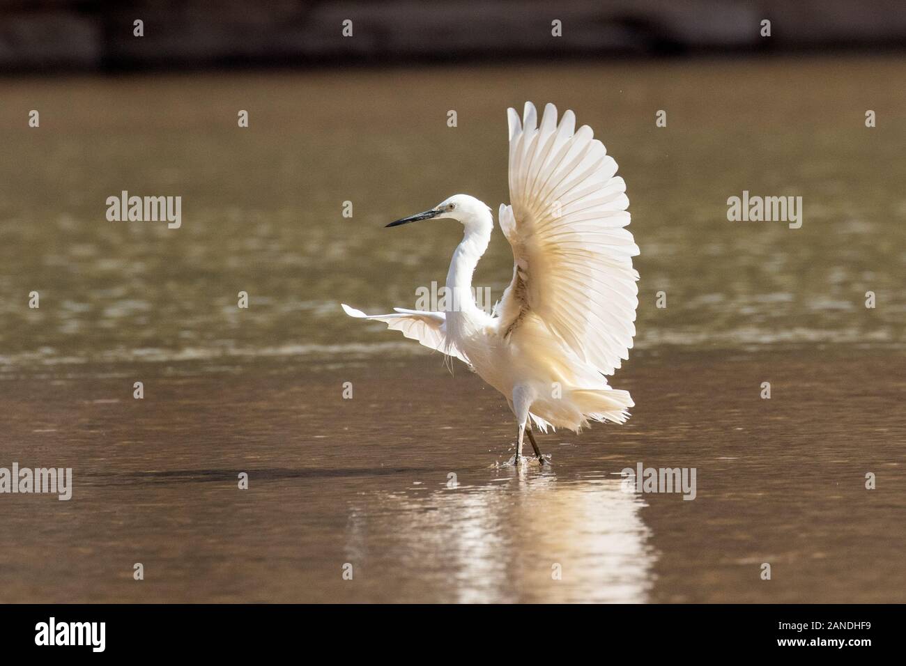 Dimorphic egret hi-res stock photography and images - Alamy