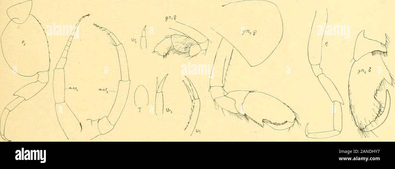 bulletin of the bureau of fisheries rming an almost semicircular plate the becond third and fourth much deeper thantheir segments first and second gnathopods small similar subchelate hands narrow basal joint oflast perseopods much enlarged postero inferior angle acute or subacute fourth abdominal segmentwith a dorsal depression telson acute with a narrow posterior incision extending beyond the middle this species i said by hansen to attain a length of 47 nun extensively distributed in the arctic and north atlantic oceans i have examined specimenstaken at grand manan 100 fatho 2ANDHY7