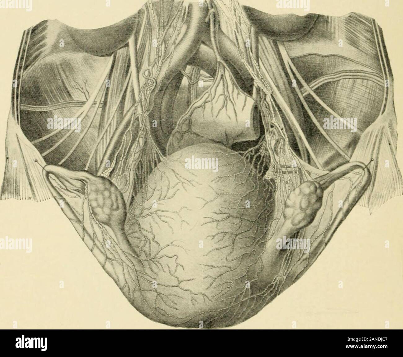 Mons veneris hi-res stock photography and images - Alamy