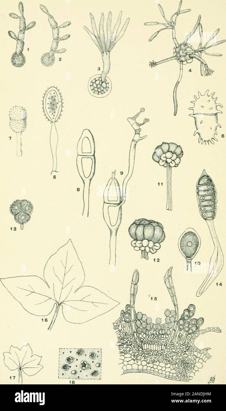Moulds, mildews, and mushrooms; a guide to the systematic study of the Fungi and Mycetozoa and their literature . the: MELIOTyPE PRINTING CO., BOSTON. Pl. 6.. THt MELIOTYPE PRINTING CO., BOSTON. EXPLANATION OF PLATE VI Basidiomycetes Figs, i, 2. Ustilago avenae {J?,Ti-LA.Giy.A.i.Y.s). Germinating chlamyd-ospores producing spores laterally and terminally. X 350. (Redrawnfrom Brefeld.) Fig. 3. Tilletia zonata (USTILAGINALES). Germinating chlamyd-ospore producing a cluster of spores at the apex. X 300. (Redrawnfrom Brefeld.) Fig. 4. Urocystis violae (Ustilaginales). Germination of a chlamyd-ospo Stock Photo