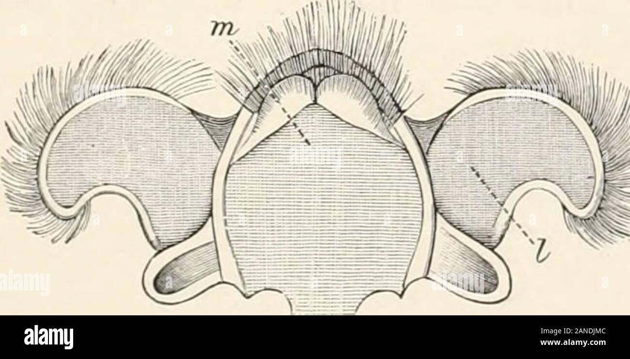 A text-book of entomology, including the anatomy, physiology, embryology and metamorphoses of insects, for use in agricultural and technical schools and colleges as well as by the working entomologist . ng the buccal cavity. In the Odonata the lingua is a small, rounded lobe, as also in theEphemeridee; in the nymph, however, of Heptagenia (Fig. 72) it is highly developed, accordingto Vayssiere, who seems in-clined to regard it as repre-senting a pair of appendages.The tongue in Hemiptera issaid by Leon to be present inBenacus griseus (Say) and tocorrespond to the subgalea of FIG. 72. — Lingua Stock Photo