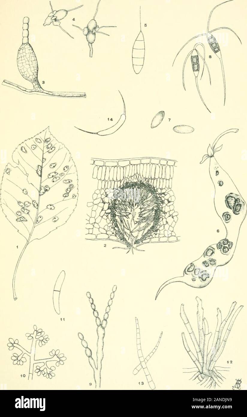 Moulds, mildews, and mushrooms; a guide to the systematic study of the Fungi and Mycetozoa and their literature . he pear. Greatly magnified. (Redrawn from Duggar.) Fig. 5. Diiiemospormm (Sphaeropsidales). Septate appendagedspore. Greatly magnified. Fig. 6. ColletotricJmm (Melanconiales) ; bean pod affected withanthracnose caused by the fungus, y^ natural size. (Redrawn fromCowing); Fig. 7, spores of same, greatly magnified. (Redrawn fromSouth worth.) Fig. 8. Pestalozzia (Melanconiales). Spores showing appendagesand hyaline end-cells. X 400. (Redrawn from Desmazieres.) Fig. 9. Monilia frudigen Stock Photo