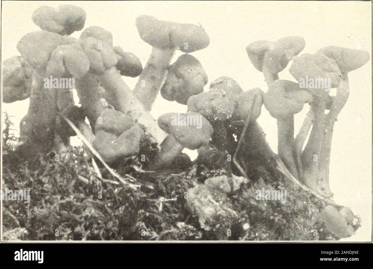 Mushrooms and other common fungi . Fig. 2.—Ithyphallus impudicus. Bui. 175, U. S. Dept. of Agriculture. Plate XXXV!!!. Fig. 1.—Leotia lubrica. Stock Photo