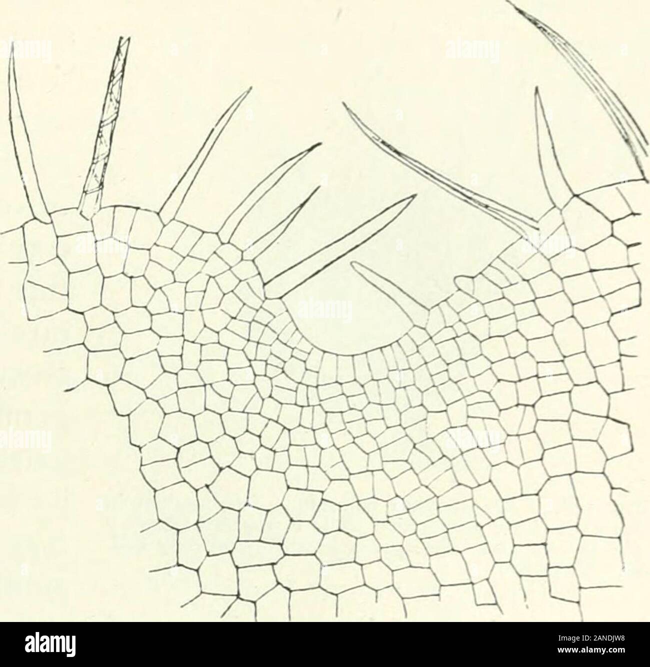 Organography of plants, especially of the archegoniatae and spermaphyta . Fig. 145. Polypodium obliquatum.Prothallus seen from below. On themargin are bristle hairs and rhizoids,IVh. On the surface two groups ofarchegonia surrounded by rhizoids. Itis only at the points where these groupsare that the prothallus is many-layered.Magnified. Fig. 146. Apex of a band-like prothallus with bristle hairs. Oneof these bristle hairs shows a spiral line of rupture the result of swellino-in potash solution. Highly magnified. their free propagation by gemmae which will be presently mentioned ^ mayalso be co Stock Photo