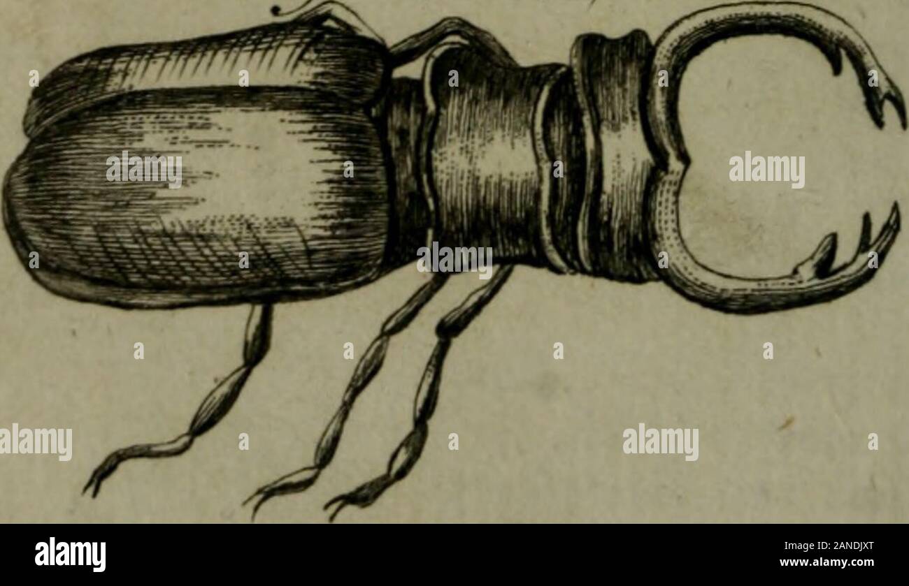 A new and accurate system of natural history .. . y^V- /de^t/e^.. Jro/id OFINSECTS. 9 which arifes from a tubercle and turns inwards. Thewhok body, from the end of the horn to the backpart, is four inches long, and the breadth is almofttwo. It has alfo two horns on the head behind thefnout, and there are fix feet or legs forked at theends. This has been juft taken notice of, and differschiefly from the Elephant-Beetle, in not having thehorn on the fnout forked at the end ; befides which ithas no horn on the belly. There is alfo anotherRhinoceros-Beetle, which is common about Viennain Germany. Stock Photo