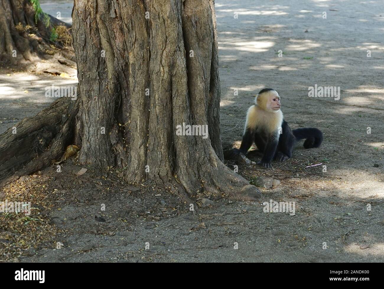 White Faced Capuchin Stock Photo