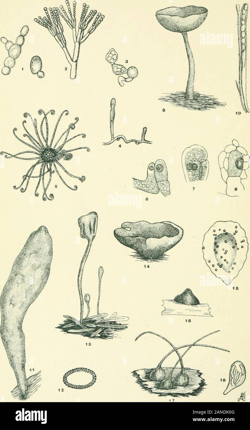 Moulds, mildews, and mushrooms; a guide to the systematic study of the Fungi and Mycetozoa and their literature . THC HEUOTYPE PRINTING CO., BOSTON. Pl. 4.. THL HELIOTYPE PRINTING CO., BOSTON. EXPLANATION OF PLATE IV ASCOMYCETES Fig. I, Yeast cells of Saccharoniyces cerevisiae ( Saccharomycetales )normally budding. X 550. (Redrawn from Reess.) Fig. 2. Penicilliiim crustaceiim (Aspergillales). Conidial stageseen in ordinary green mould. X 160. (Redrawn from Brefeld.) Fig. 3. Fenicillii/ni crustaceiivi (Aspergillales). Ascosporic stage,the asci produced in skeins. X 500. (Redrawn from Brefeld.) Stock Photo
