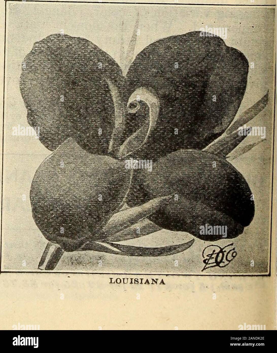 Our New Guide To Rose Culture 1906 Nes Of Rich Glowiicrimson That Radiates From A Enter Of Deep Red Flowers Aborne Lu Ereat Bunches And Make A Grand Display Both