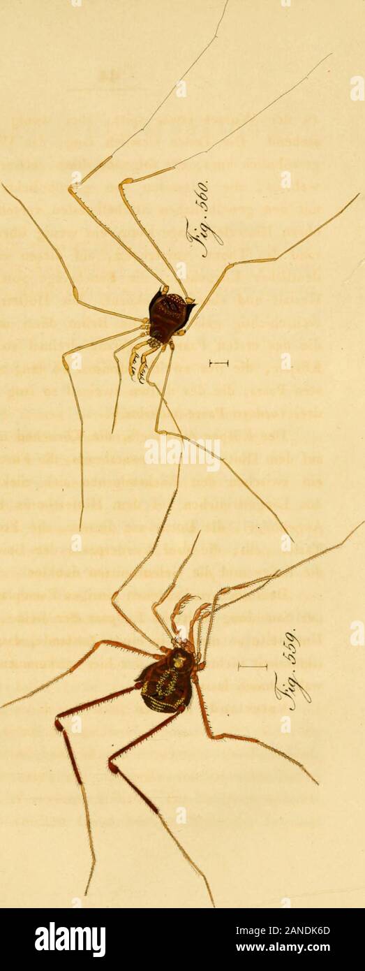 Die ArachnidenGetreu nach der Natur abgebildet und beschrieben . eine Ouerreihedeutlicher Körnchen • die Bauchringe von gewöhnlicherGesfalt und ebenfalls gekörnt. Die Hüften wehrlos undweitschichtig gekörnt. Die Beine dünn und sehr lang,die des ersten Paars ohngefahr dreimal so lang als derKörper, die des zweiten dreimal so lang als die des er-sten Paars, die des dritten zweimal so lang als diese, diedrei vordem Paare wehrlos. Der Körper olivengelb, die Körnchen und die Dorneauf dem Hinterthorax schwarzbraun, die Furchenlinien undein zwischen den Rückendornen sich rückwärts gabeln-des Längsstr Stock Photo