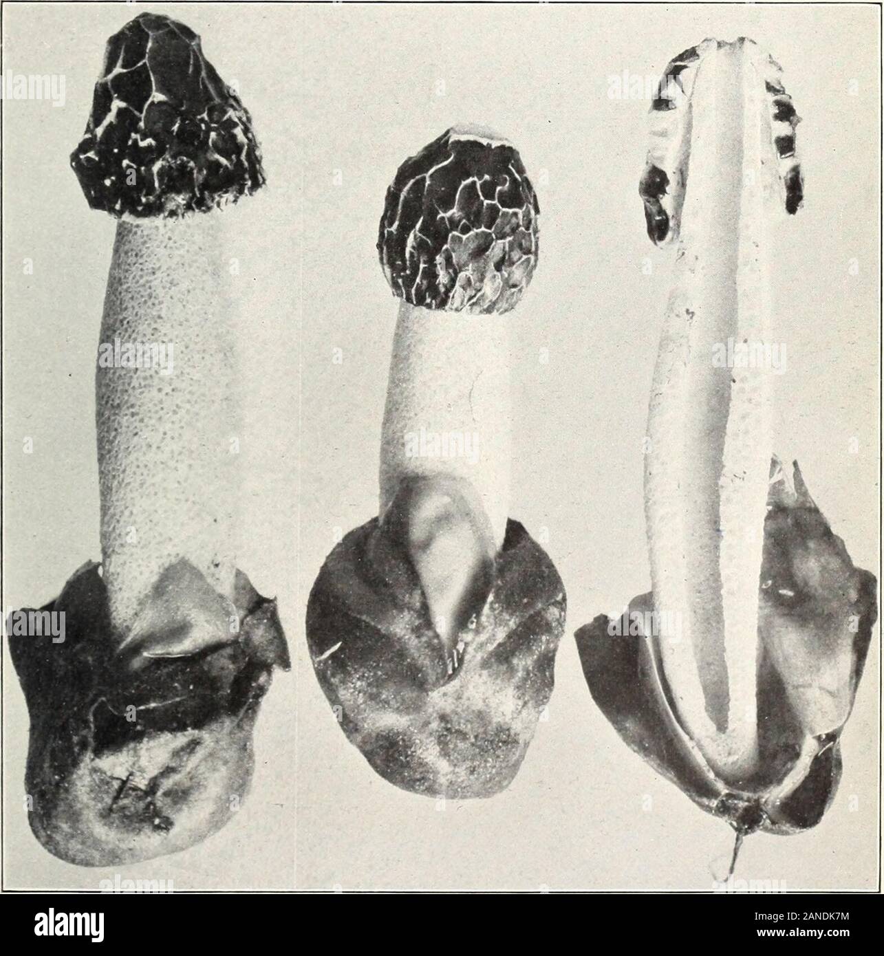 Mushrooms and other common fungi . * Fig. 3.—Eggs of Dictyophora raveneli Bui. 175, U. S. Dept. of Agriculture. PLATE XXXVII. W Fig. 1.—Bulgaria inquinans.. Fig. 2.—Ithyphallus impudicus. Bui. 175, U. S. Dept. of Agriculture. Plate XXXV!!! Stock Photo