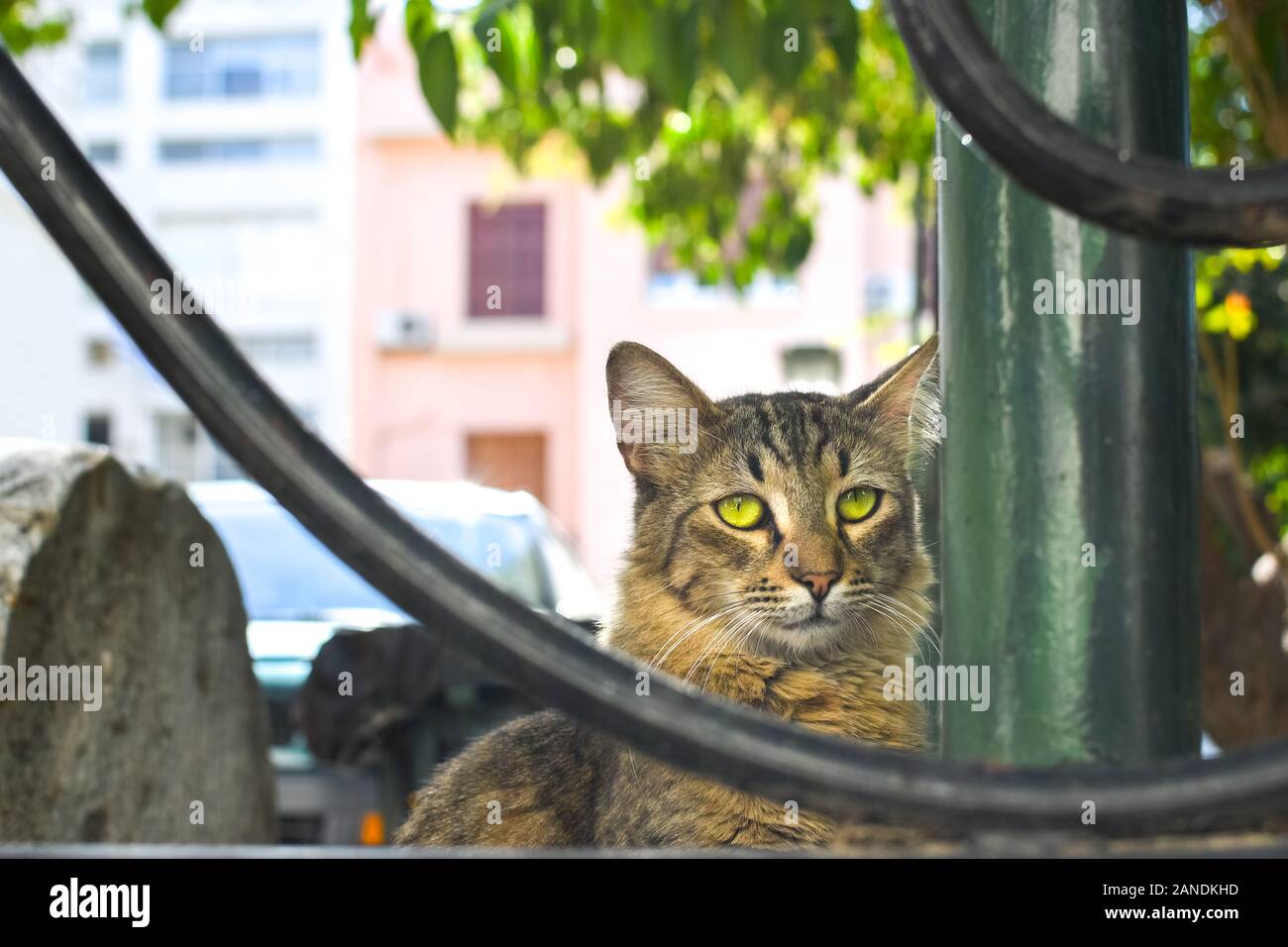 A unique, sad looking stray tabby cat in a garden in Athens, Greece. Stock Photo