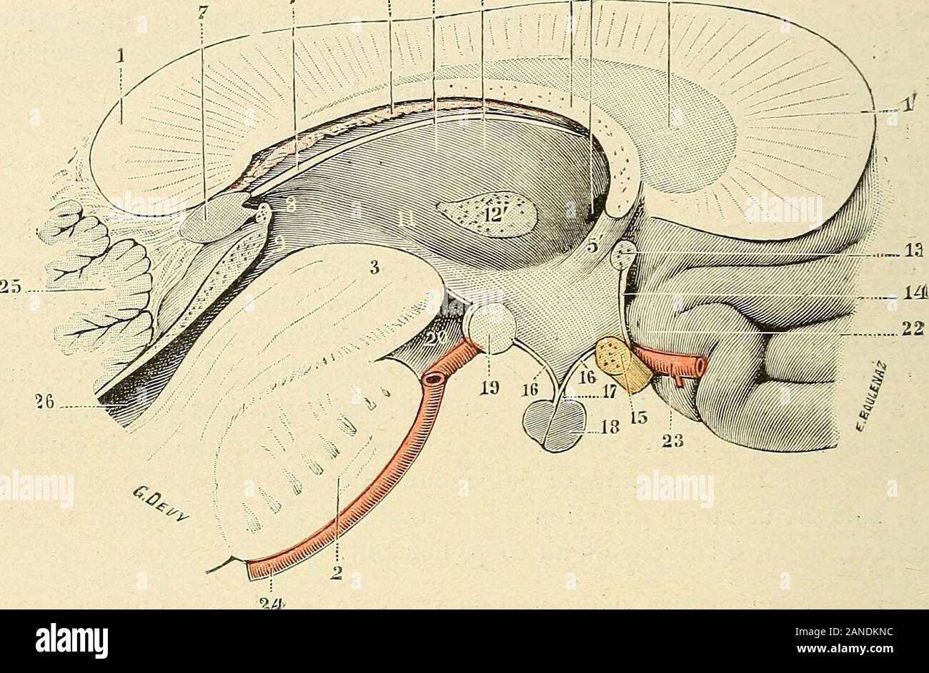 Traité d'anatomie humaine . me ventricule communique (fig. 575) avec le quatrième par lintermédiaire delaqueduc de Sylvius; il est relié, dautre part, aux deux ventricules latéraux parles trous de Monro, doii le nom de cavilé commune aux ventricules que lui avaitdonné Aésale. Envisagé à un point de vue purement descriptif, le ventriculemoyen affecte la forme dun entonnoir, dont la portion évasée ou base seraitdirigée en haut et quon aurait fortement aplati dans le sens transversal. Nous 720 NEVROLOGIE pouvons donc lui considérer : i deux parois latérales, lune droite^ lautregauche ; 2° deux bo Stock Photo