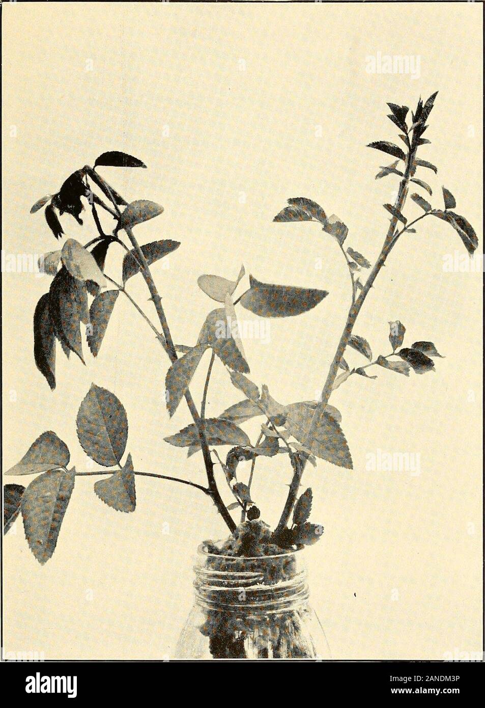 The practical book of outdoor rose growing for the home garden . deal stock for all roses has notyet been discovered, and a great advance should bemade in this most important section of rose culture.In order to secure a perfect rose list, budding ondifferent stocks should be tried. If cuttings only areemployed, very many roses will not succeed as wellfor outdoor culture. There are two objections to budded roses. First,they occasionally break off at the bud, but this hasso seldom occurred with us in actual practice thatit is not worth consideration. The second and mainreason is that the stocks Stock Photo