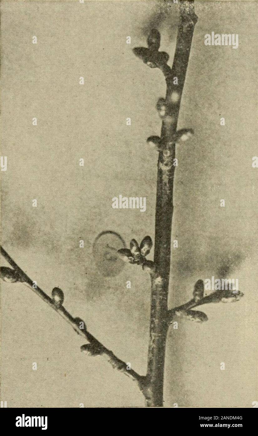 Productive orcharding, modern methods of growing and marketing fruit . Fig. 59.—Spurs of the European plum. They differ from the apple in being straight ard in not living so long. Fig. 51.—Cherry spurs. Similar to the plum. on its sobering down by the second year and producing a lot ofgood new shoots that will bear. The leaders in the peach need especial attention. Fromthe very fact that the method of bearing is progressive, thereis a strong tendency for these leaders to get away and carry thetree to undue heights. This disposition is especially strong inyoung trees, and for several years afte Stock Photo