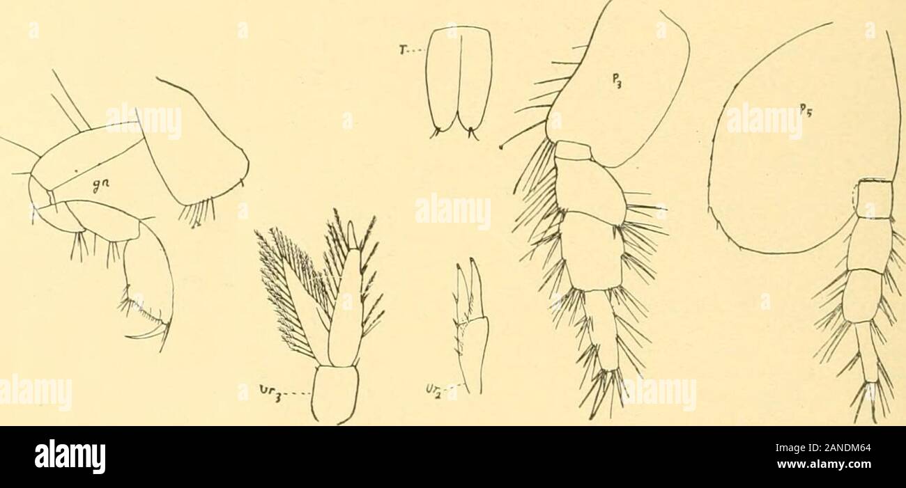 Bulletin of the Bureau of Fisheries . fthe very narrow propodus; dactyl nearly straight and over half length of propodus; third perseopodswith basal joint oblong, slightly concave in front and slightly convex behind; merus a little widerthan long; carpus quadrate, broadly expanded, armed with stout spines; propodus much narrowerthan carpus, hut about as long, armed in front with three fascicles of stout spines; dactyl slender, overhalf length of propodus; fourth perseopods stouter than in oculatus; carpus shorter than merus orpropodus, and, like those joints, armed with fascicles of strong spi Stock Photo