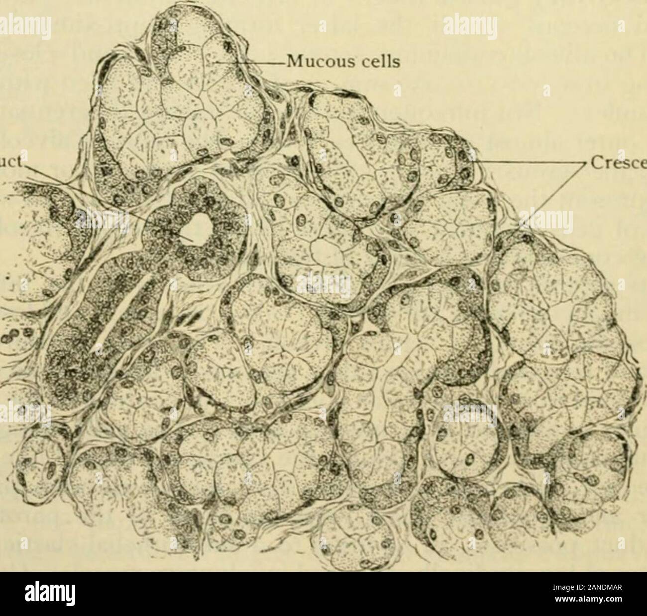 Human anatomy, including structure and development and practical considerations . Serous alveoliSection of submaxillary gland, showing serous and mucous alveoli. X 270. the mucous cells appear, at first isolated or in groups, increasing in numbers untilthey form the entire lining of the passage and become the secreting elements occupy-ing the tubular alveoli of the gland. The latter vary from .030-.060 mm. in diam-eter, and are clothed with cells averaging .015 mm. high. The condition of the Fig. 1349. Duct. Crescents of serous cells •-J^i-i^ Section of sublingual gland, showing serous cells g Stock Photo