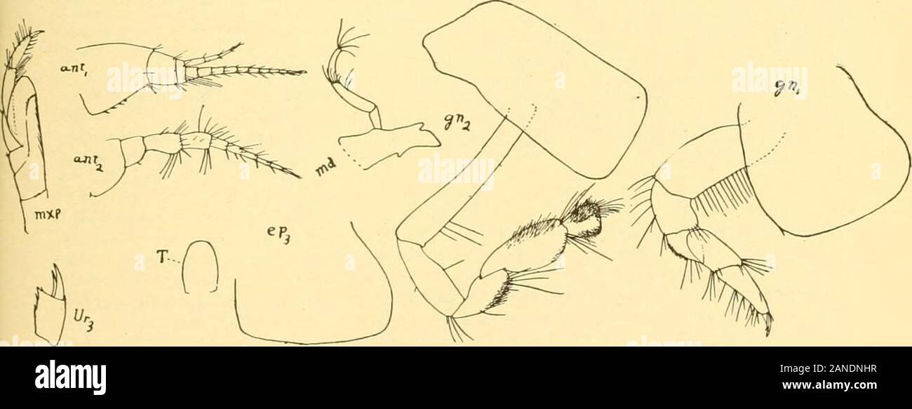 Uropod Rami Bulletin of the Bureau of Fisheries . postero-lateralan°-le of third ...