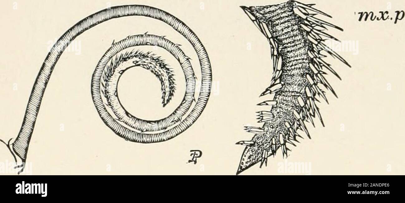 A text-book of entomology, including the anatomy, physiology ...
